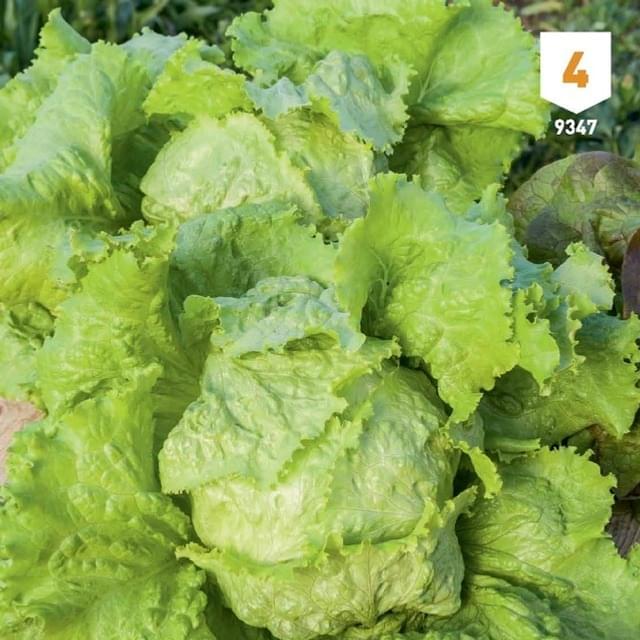 Laitue Batavia Pierre Bénite XXL