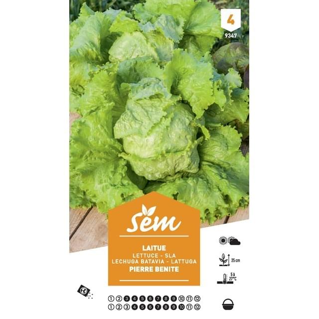 Laitue Batavia Pierre Bénite XXL (sachet)