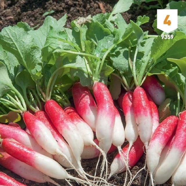 Radis de 18 jours XXL