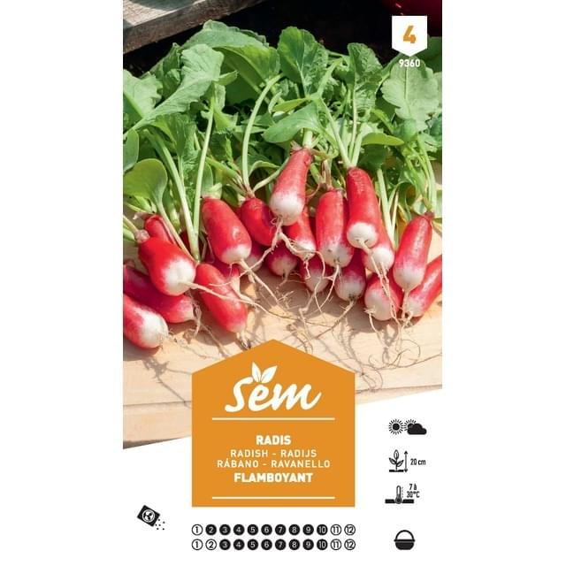 Radis Flamboyant XXL (sachet)