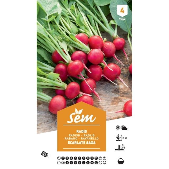 Radis rond écarlate Saxa XXL (sachet)