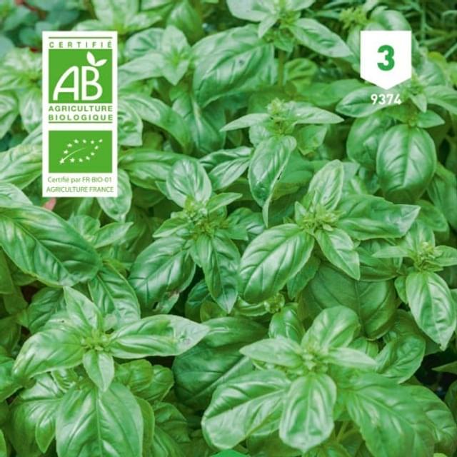 Basilic grand vert Bio