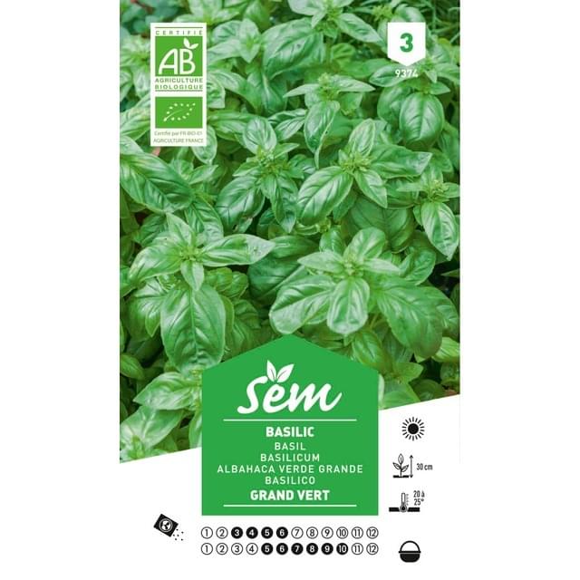 Basilic grand vert Bio (sachet)