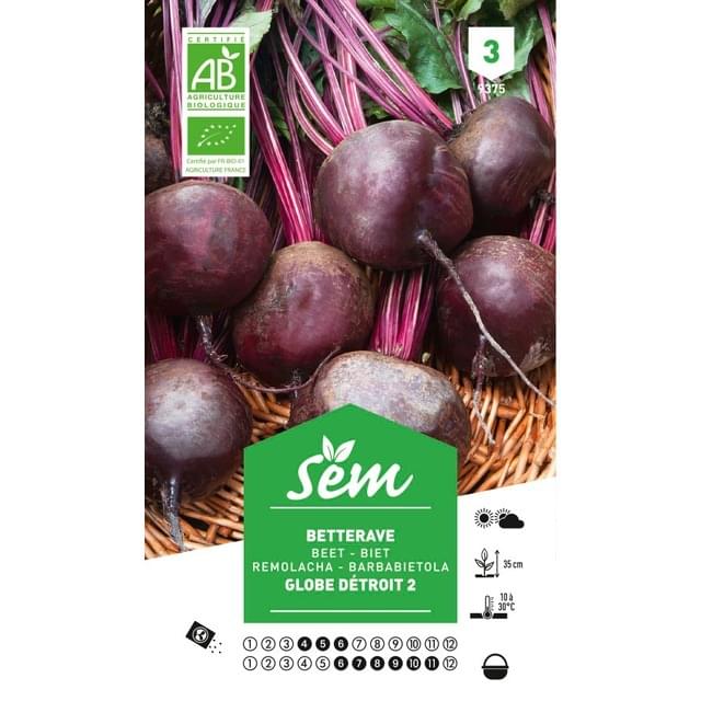 Betterave rouge Globe de Détroit 2 Bio (sachet)