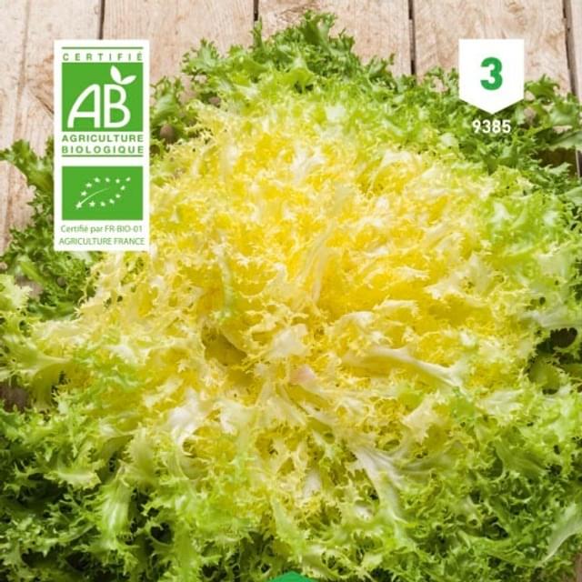 Chicorée frisée Wallonne Bio