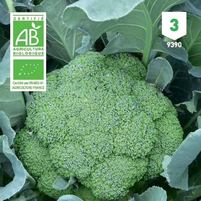 Chou Brocoli Calabrese Natalino Bio