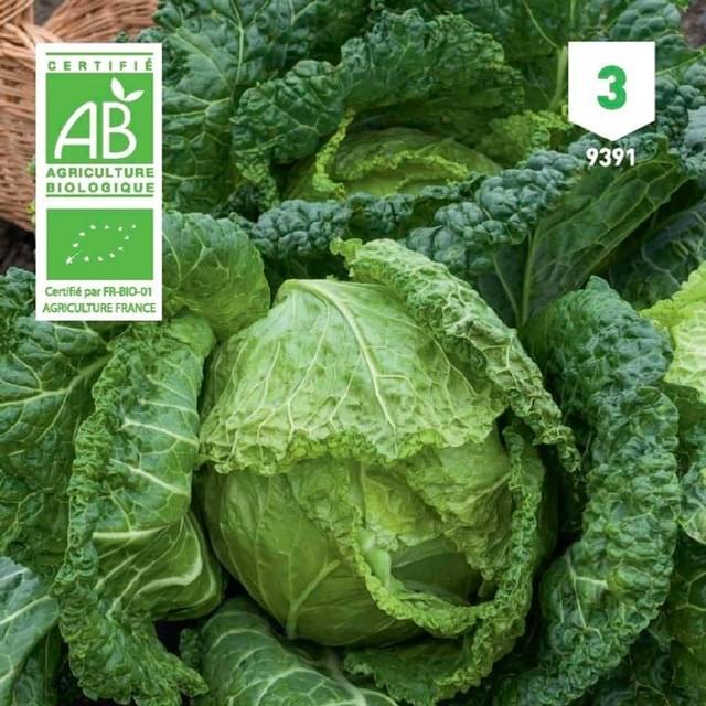 Chou vert frisé Bio
