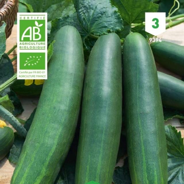 Concombre Marketmore Bio