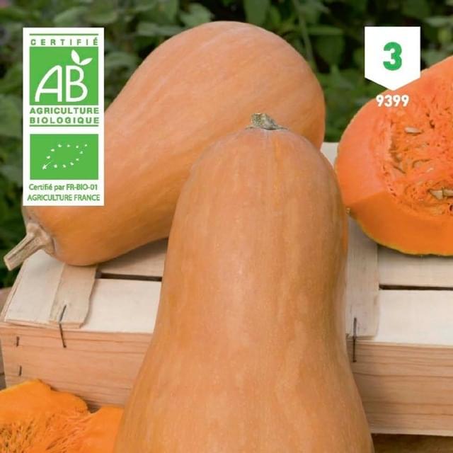 Courge sucrine du Berry Bio