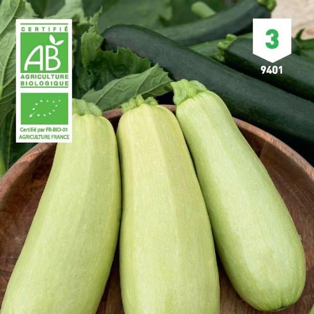 Courgette Blanche de Trieste Bio