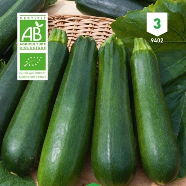 Courgette Black Beauty Bio