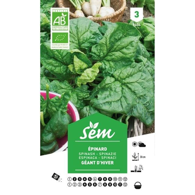 Epinard rond géant d'hiver Bio (sachet)