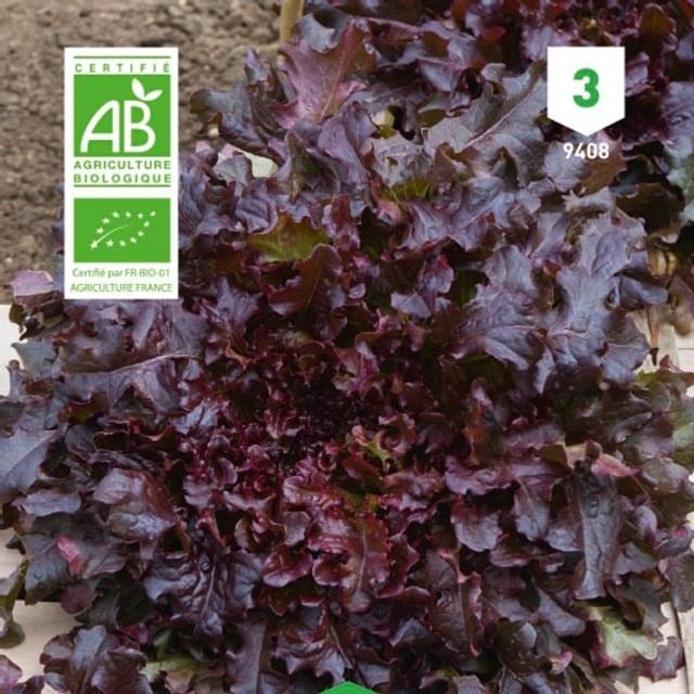 Laitue feuille de chêne rouge Bio