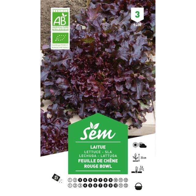 Laitue feuille de chêne rouge Bio (sachet)
