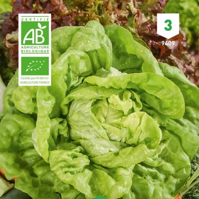 Laitue Kagraner Sommer 2 Bio