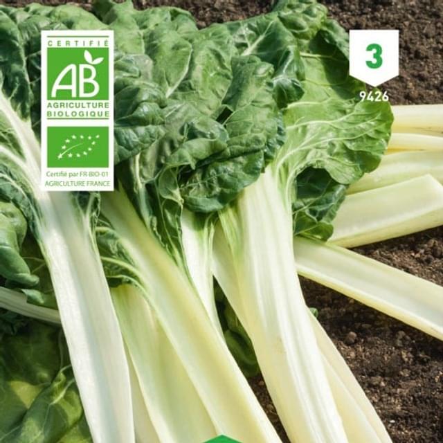 Poirée verte à carde blanche Bio