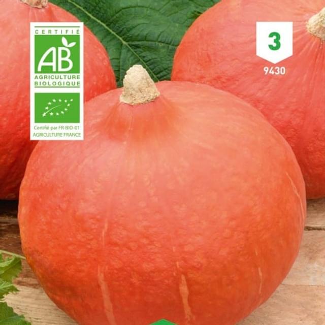 Potimarron Uchiki Kuri Bio