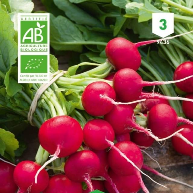 Radis rond rouge Saxa Bio