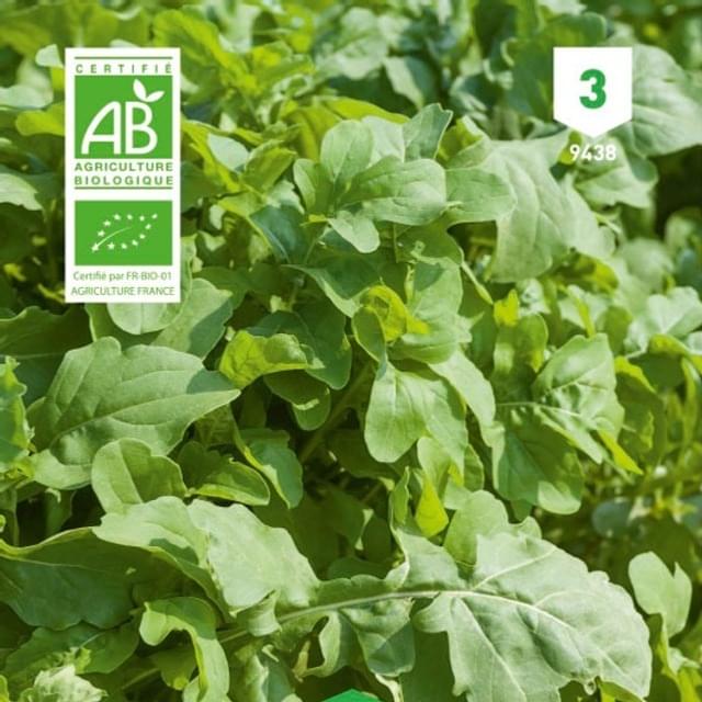 Roquette cultivée