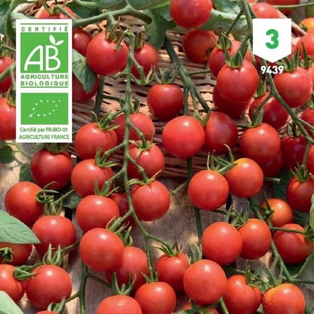 Tomate cerise Bio