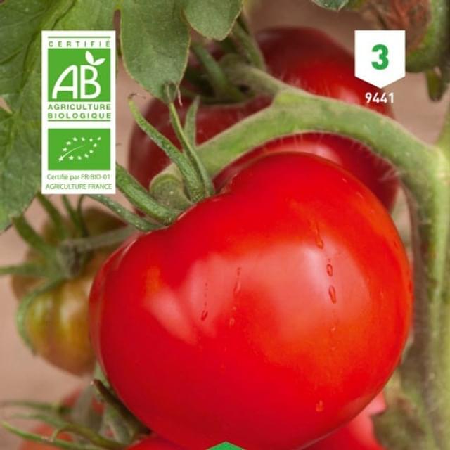 Tomate Ace 55 VF Bio