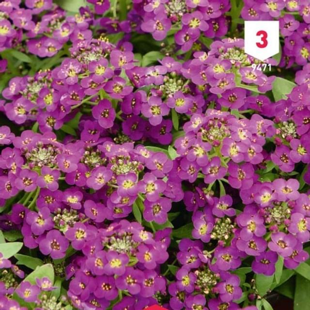 Alysse violet pourpre