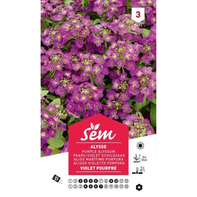 Alysse violet pourpre (sachet)