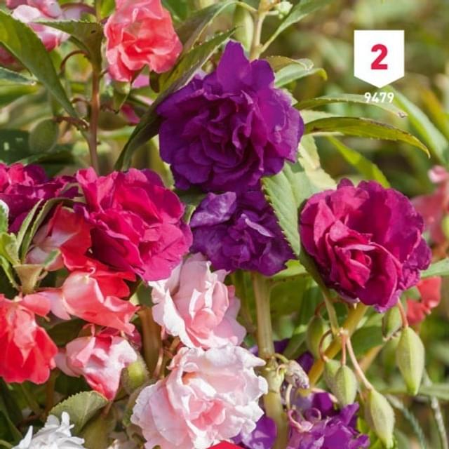 Balsamine double beau mélange