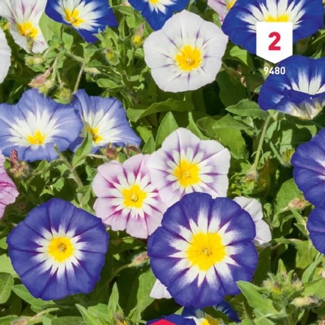 Belle de jour variées