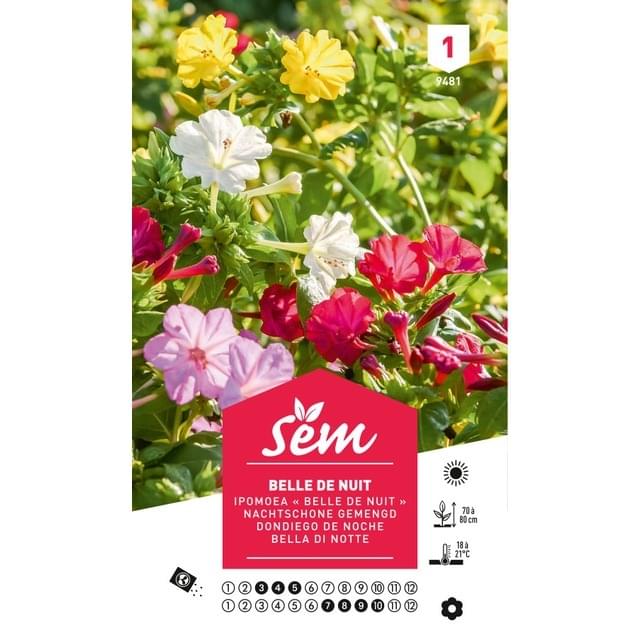 Belle de nuit (sachet)