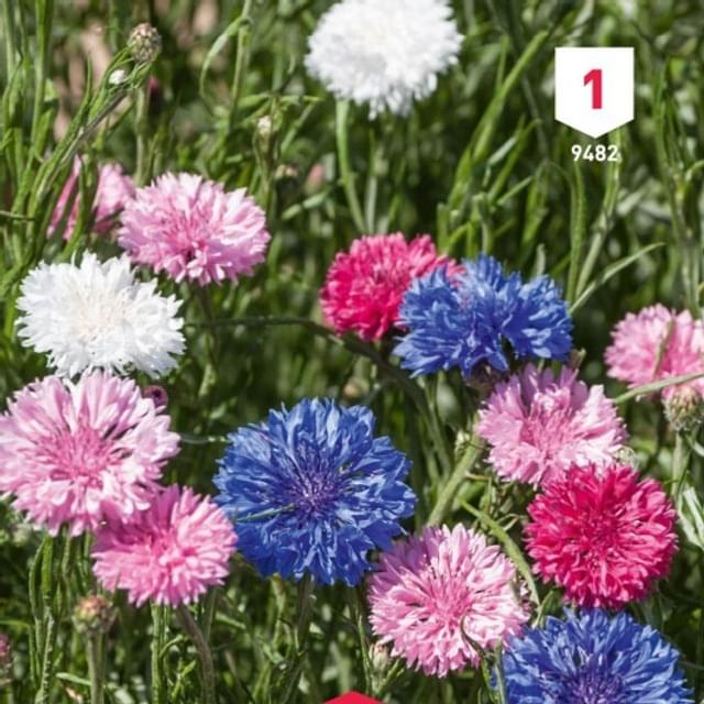 Bleuet (Centaurée Barbeau)
