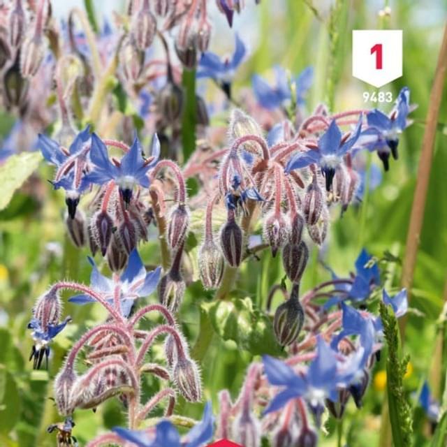 Bourrache officinale (borago officinalis)