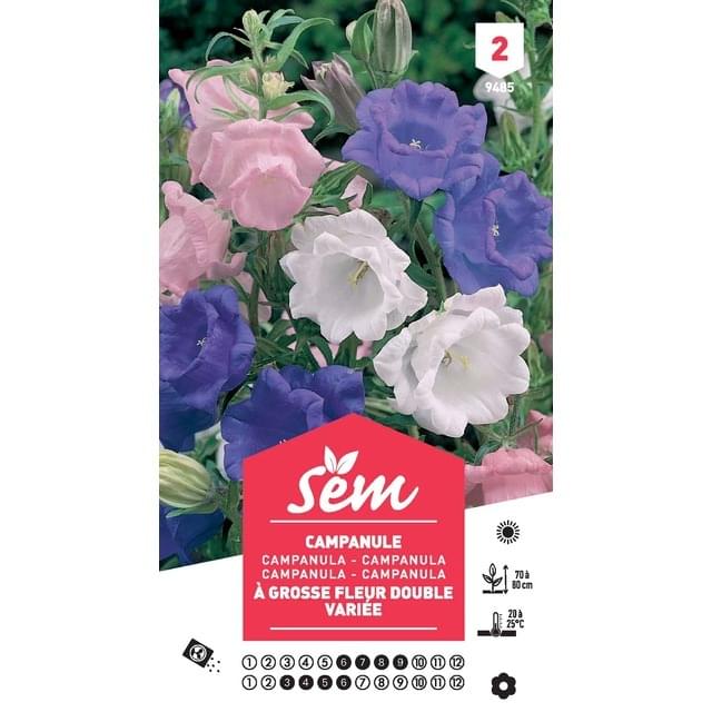 Campanule à grosses fleurs doubles variées (sachet)