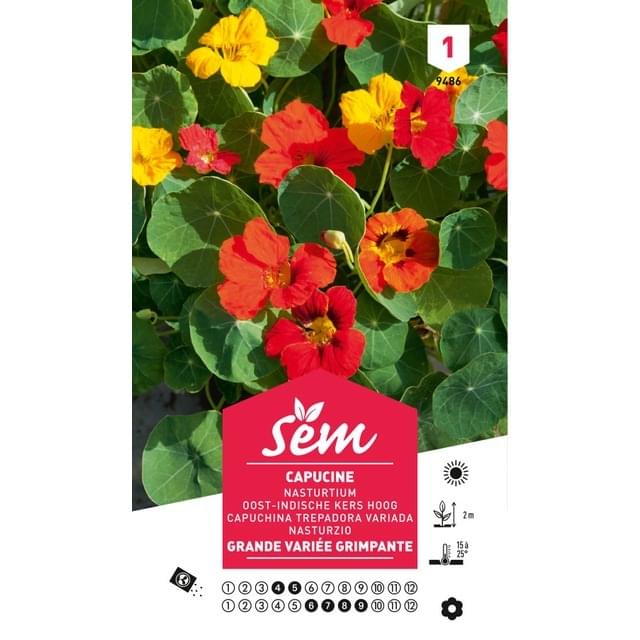Capucine grande variée grimpante (sachet)