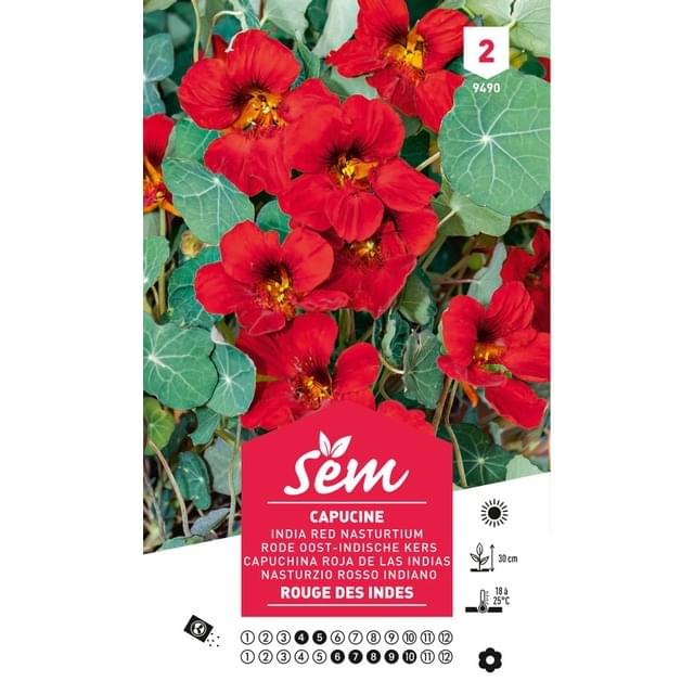 Capucine rouge des Indes (sachet)