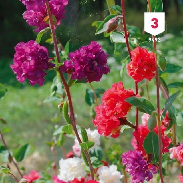 Clarkia élégant double varié