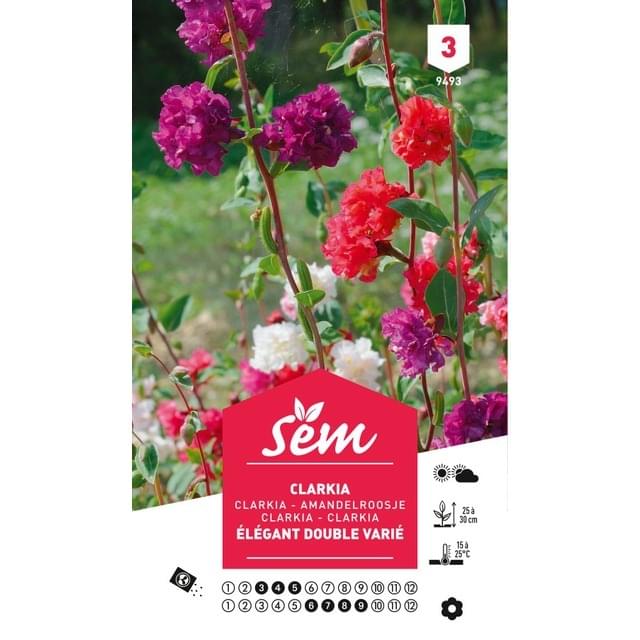 Clarkia élégant double varié (sachet)