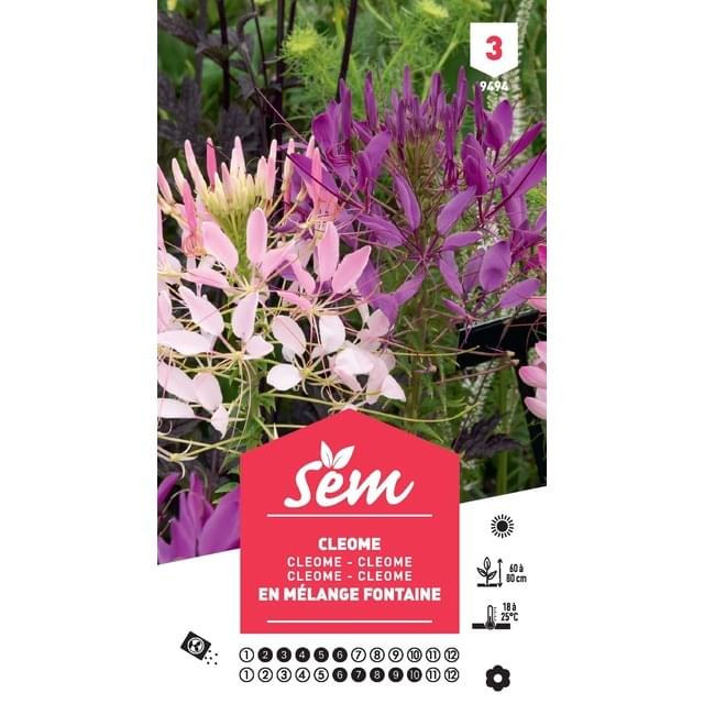 Cléome en mélange Fontaine (sachet)