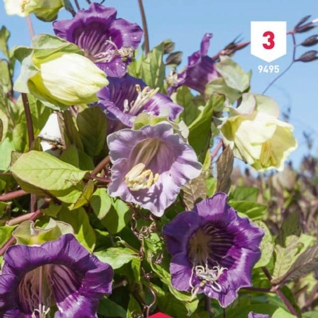 Cobée grimpante bleue