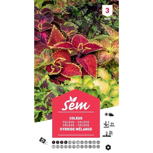Coléus hybride mélange (sachet)