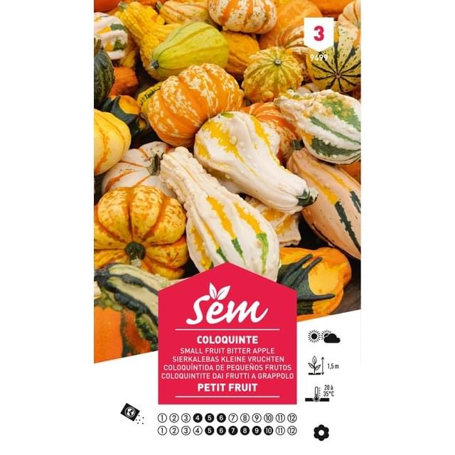 Coloquinte Petit fruit (sachet)
