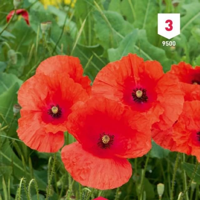 Coquelicot