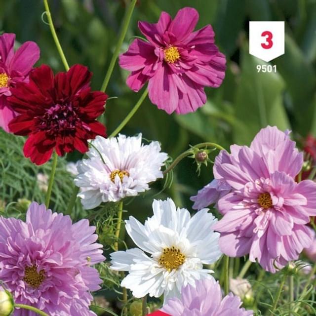 Cosmos double en mélange