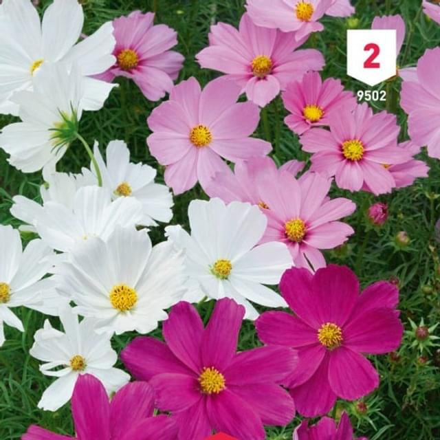 Cosmos nain