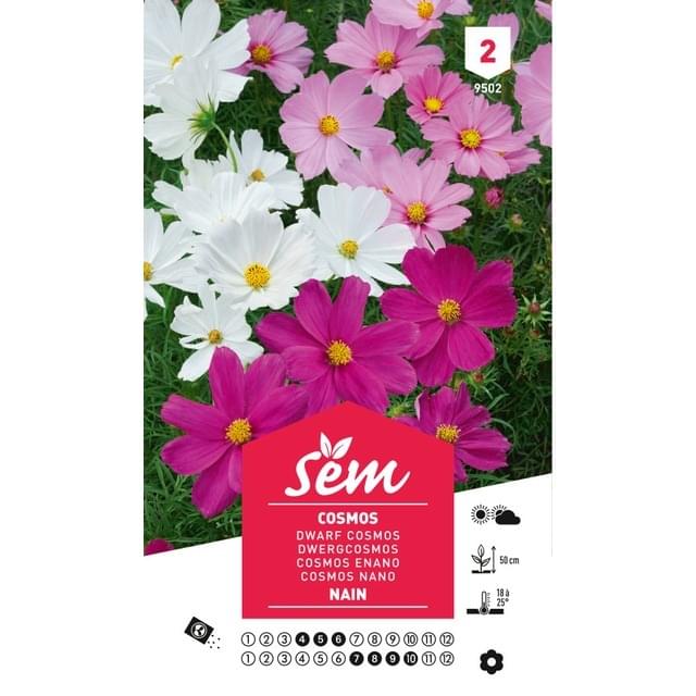Cosmos nain (sachet)