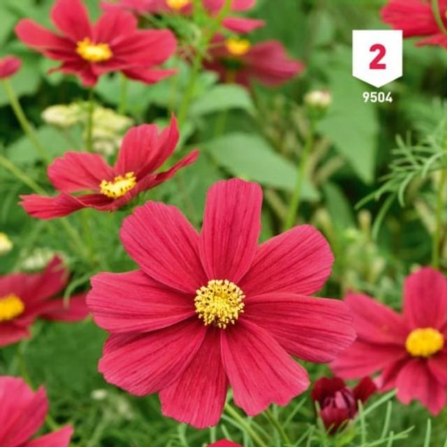 Cosmos rouge Sensation