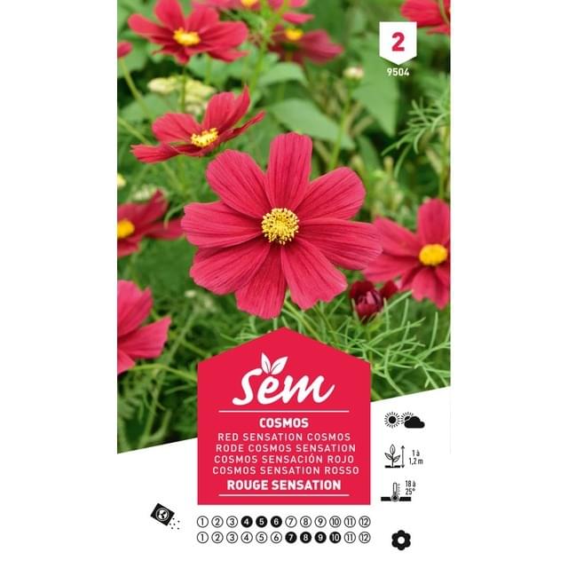 Cosmos rouge Sensation (sachet)