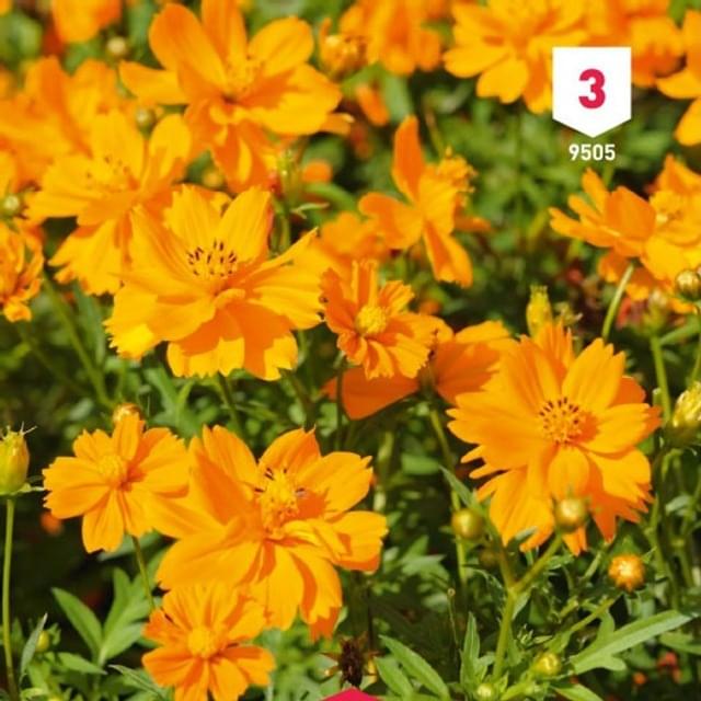 Cosmos sulphureus Carioca