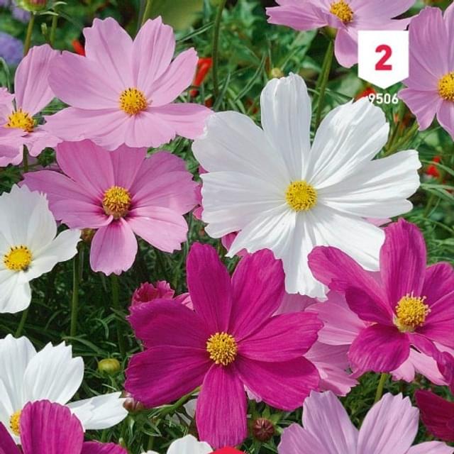 Cosmos varié