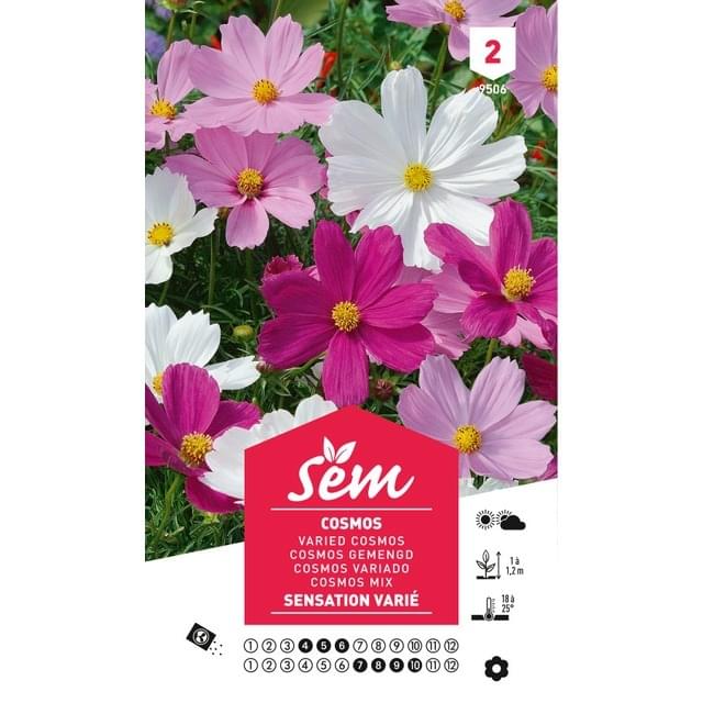 Cosmos varié (sachet)